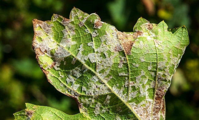most common fungi cannabis