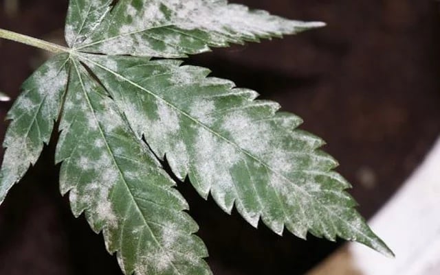 most common fungi cannabis