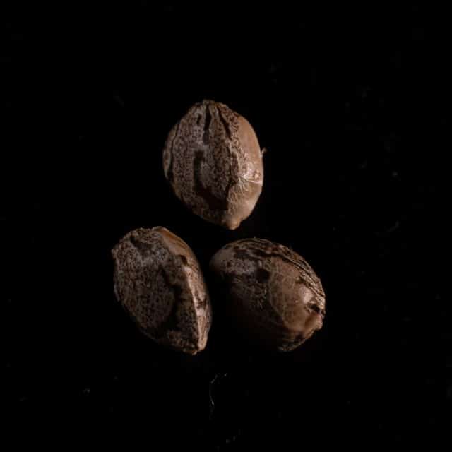 Cannabis-samen: Purple Dream Auto, 3+1 Seed
