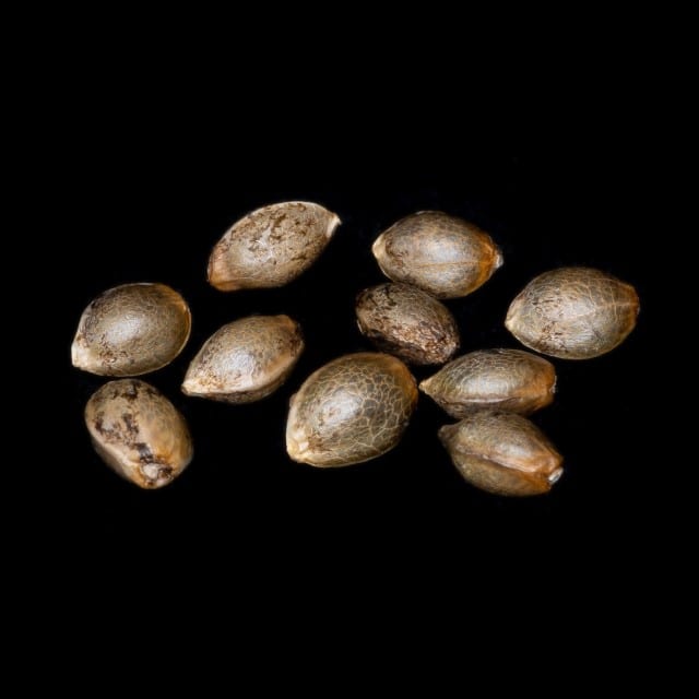 Cannabis-samen: Pure Skunk Go Fast, 10+3 Seed