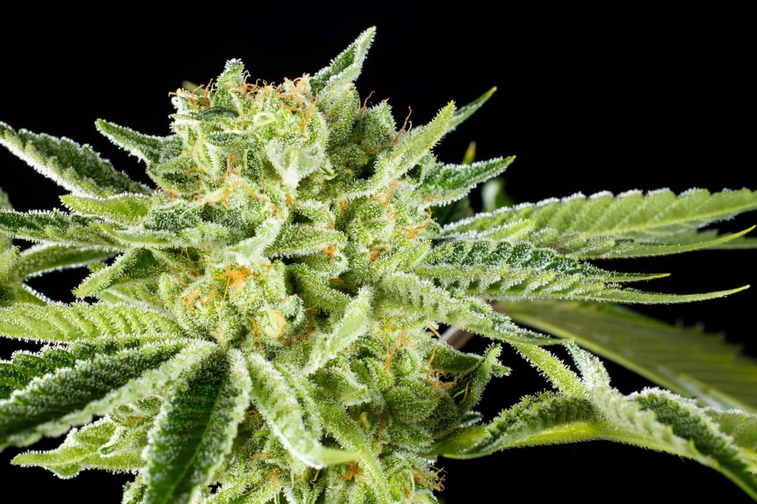 Marijuana seeds - Feminized: RS11 (3)