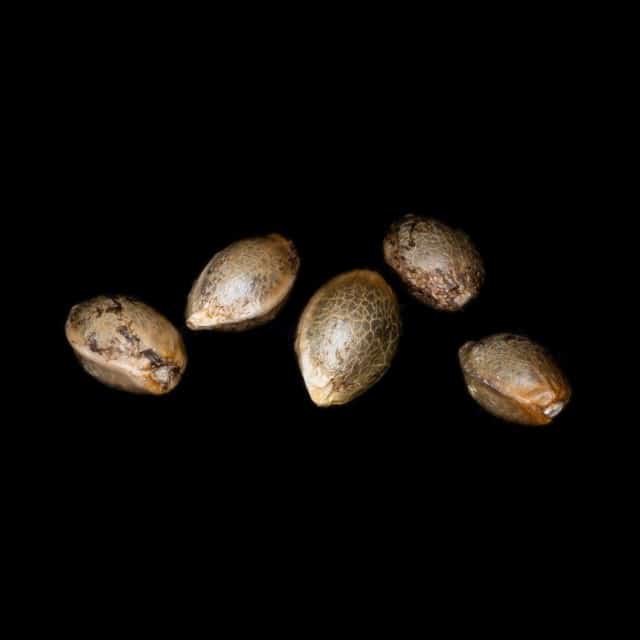 Cannabis-samen: Pure Skunk Go Fast, 5+2 Seed