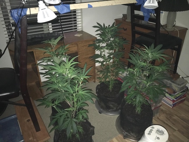 growing marijuana cheaply