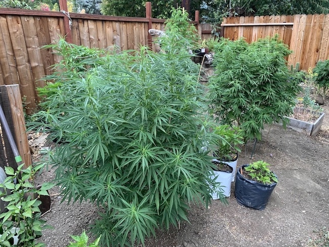 growing marijuana cheaply