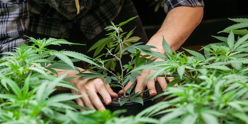 growing marijuana cheaply