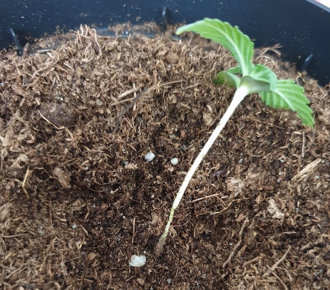 häufigsten probleme marihuana-sämlingen