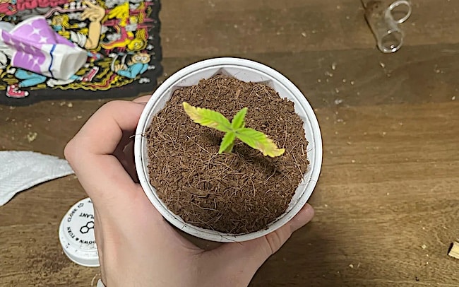 häufigsten probleme marihuana-sämlingen