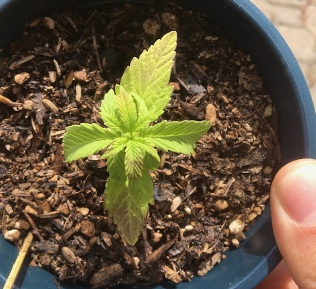 häufigsten probleme marihuana-sämlingen