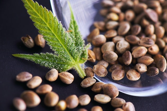 mythes graines cannabis