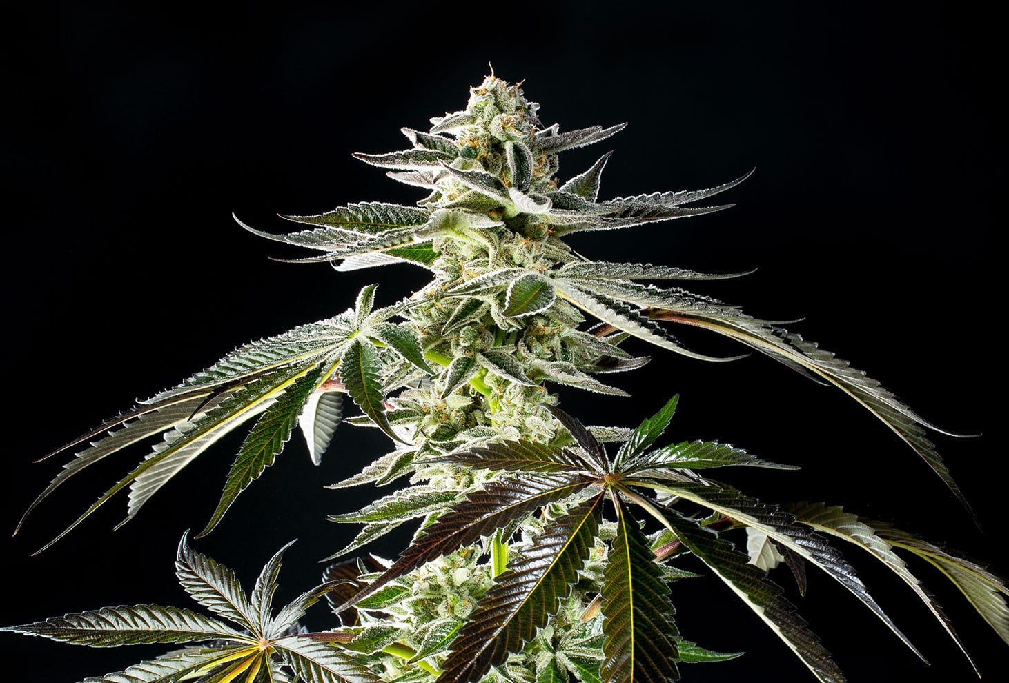 vorblüte cannabis-pflanzen