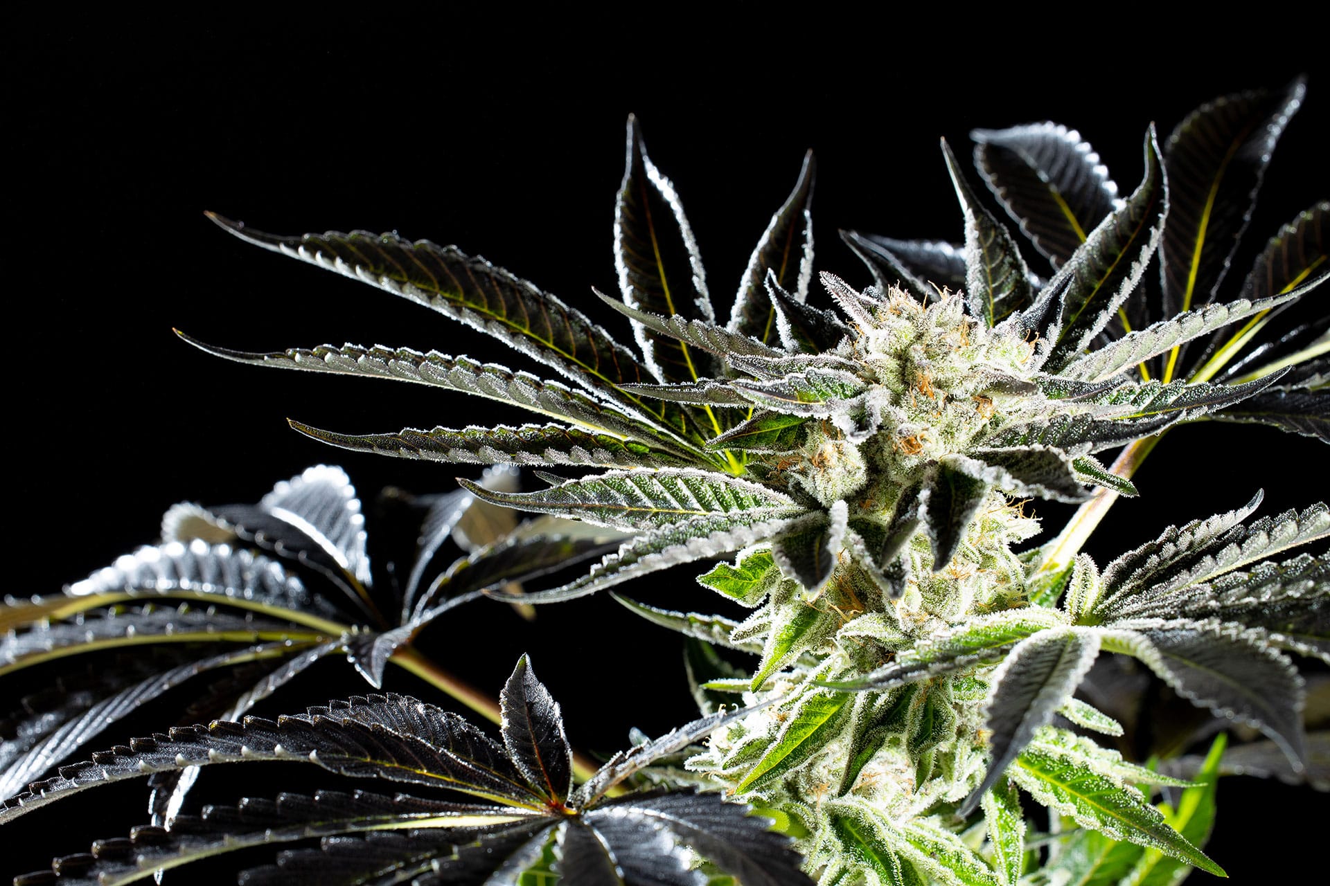 Marijuana seeds - Feminized: Apple & Bananas (1)
