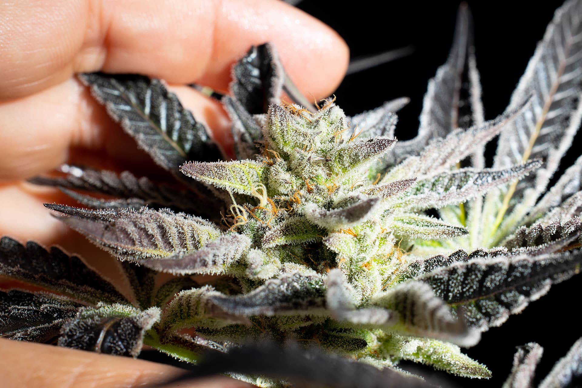Marijuana seeds - Feminized: Apple & Bananas (2)
