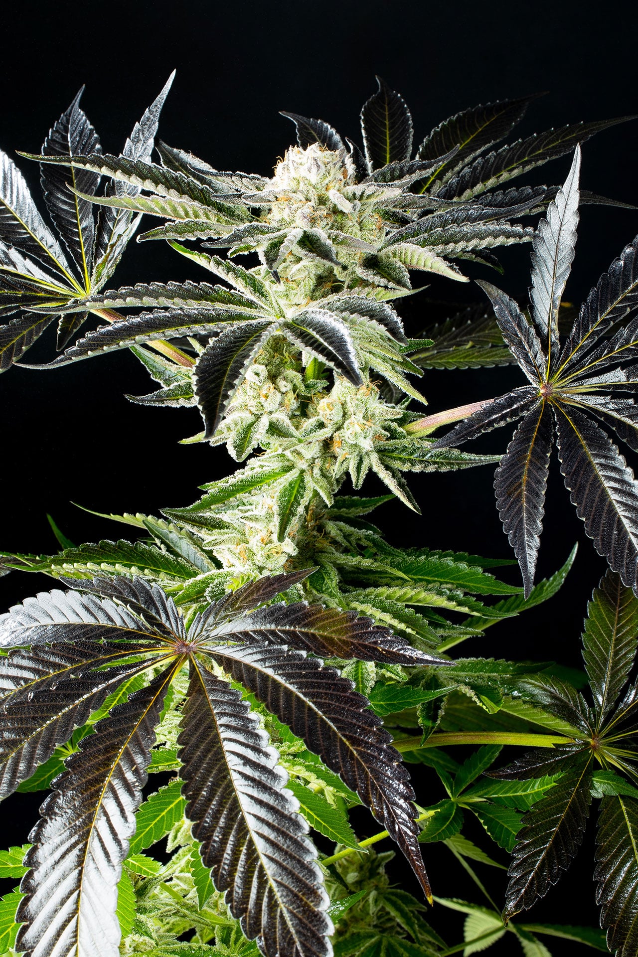 Marijuana seeds - Feminized: Apple & Bananas (3)