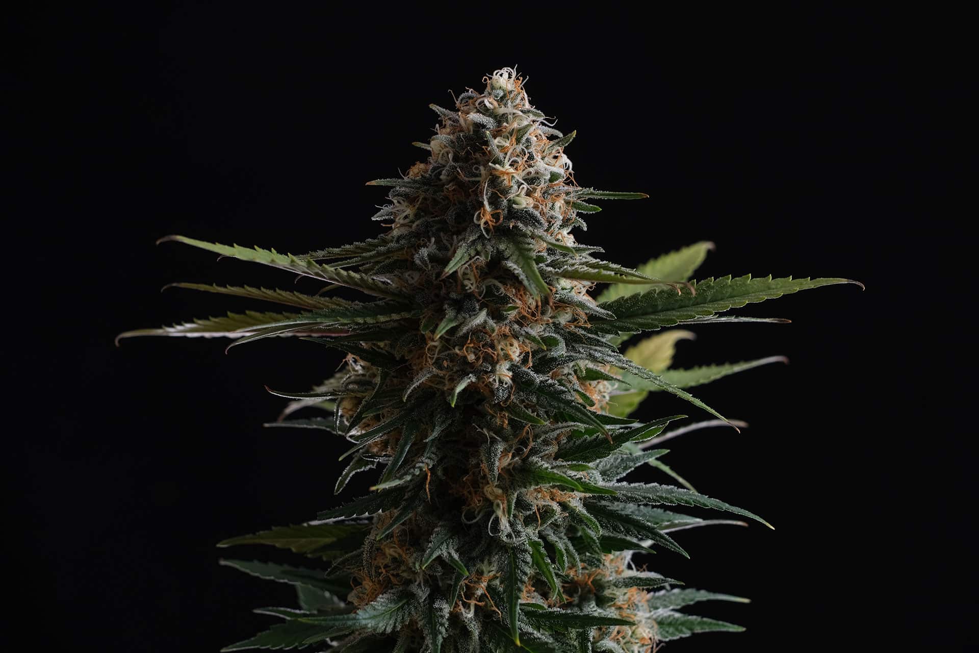 Marijuana seeds - Feminized: Candy Cream Go Fast (1)