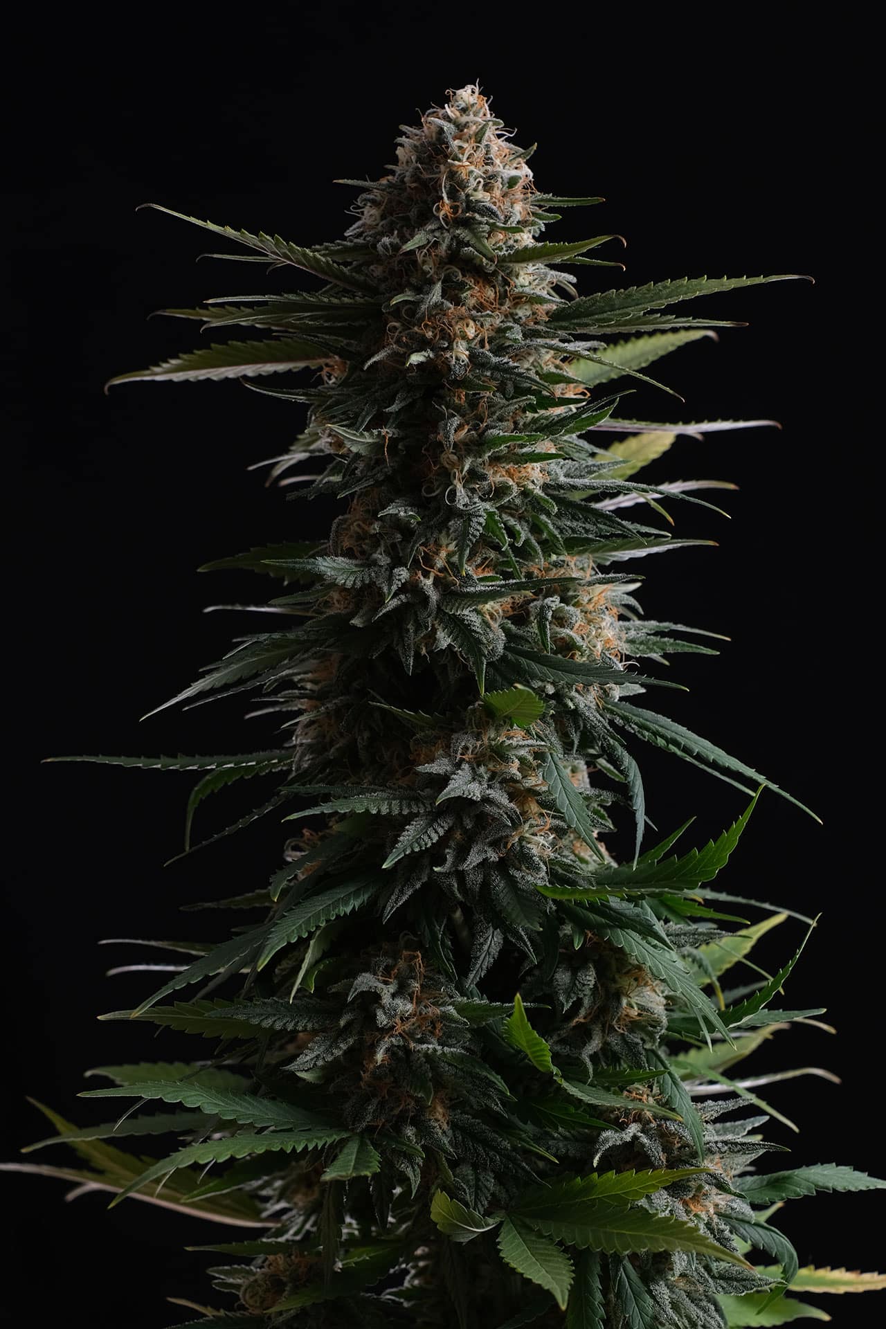 Marijuana seeds - Feminized: Candy Cream Go Fast (2)