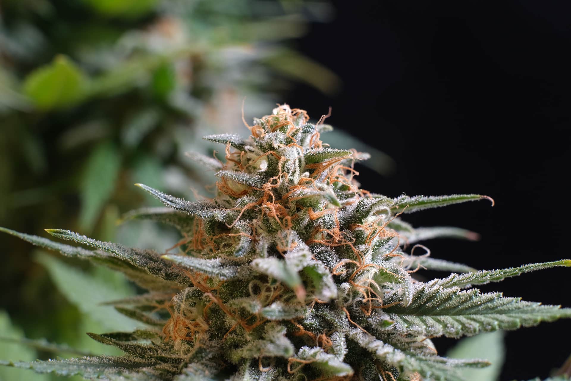 Marijuana seeds - Feminized: Candy Cream Go Fast (3)