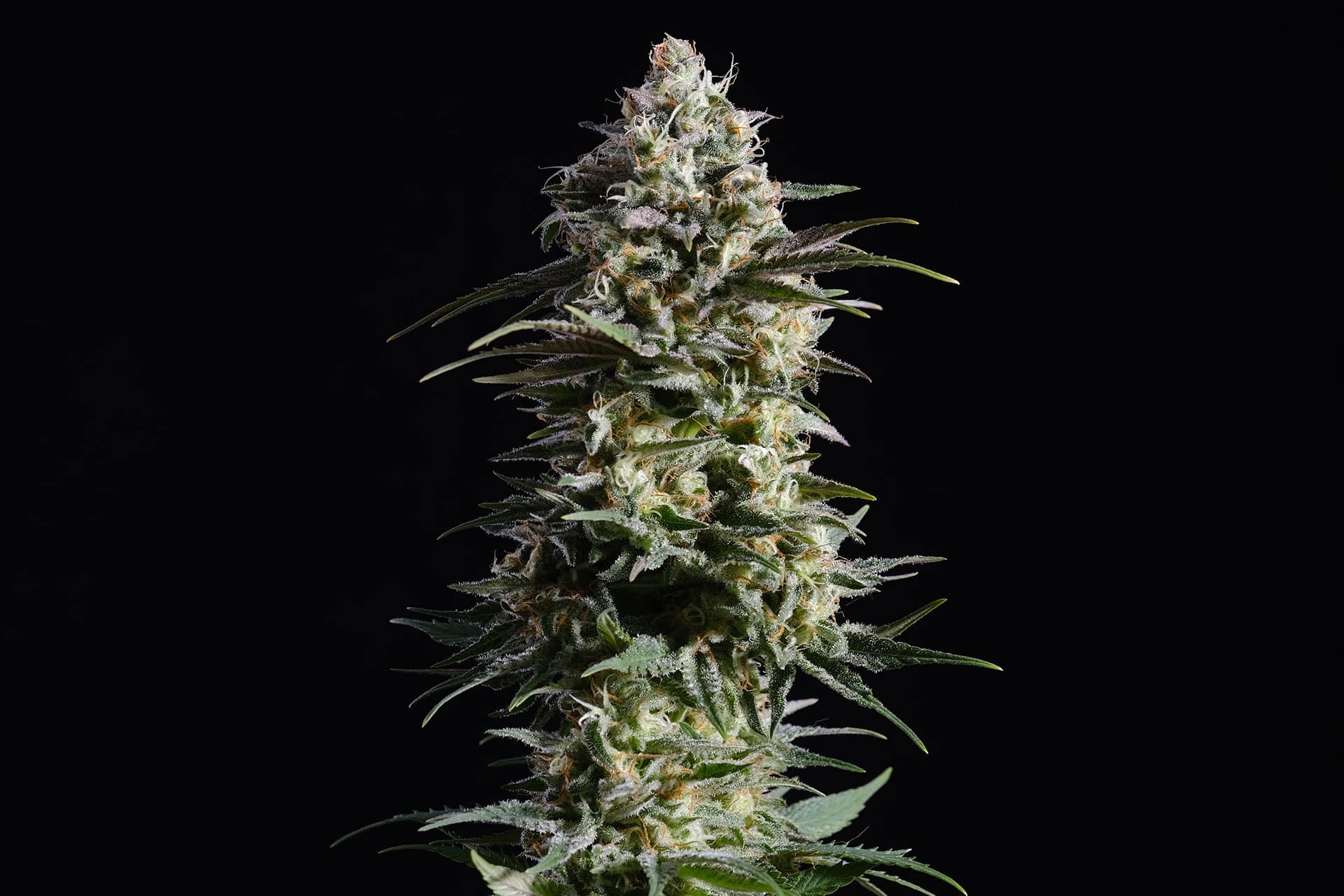 Marijuana seeds - Feminized: Pure Skunk Go Fast (1)