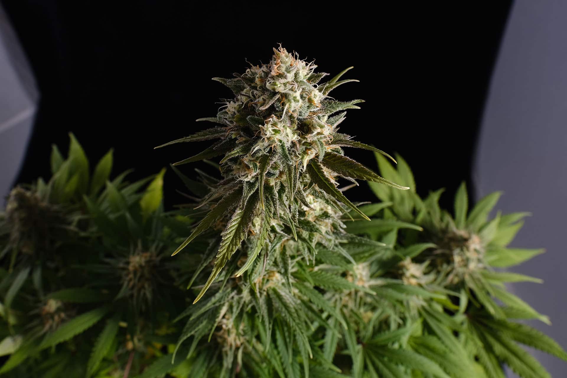 Marijuana seeds - Feminized: Pure Skunk Go Fast (3)