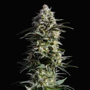Pure Skunk Go Fast