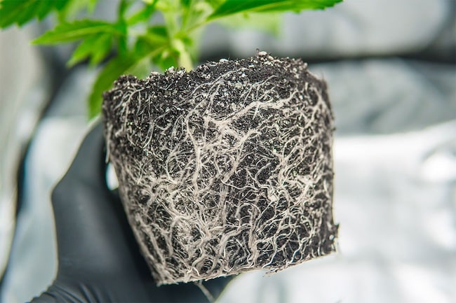 Umtopfens von Cannabispflanzen