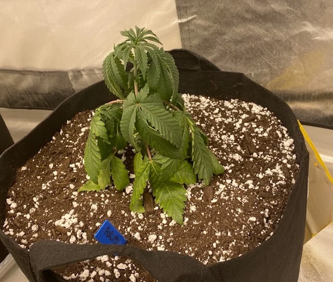 Umtopfens von Cannabispflanzen