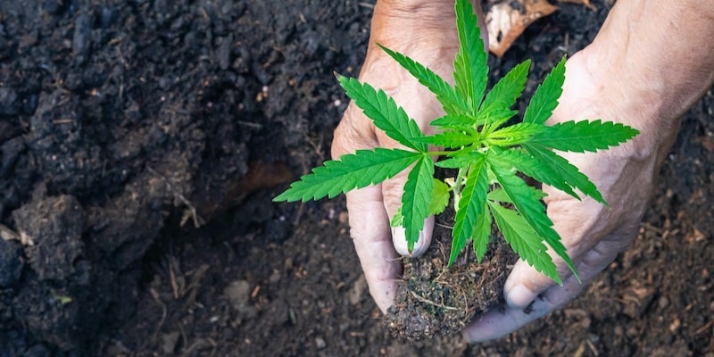 So meisterst Du die Kunst des Umtopfens von Cannabispflanzen: Der Leitfaden zum Erfolg