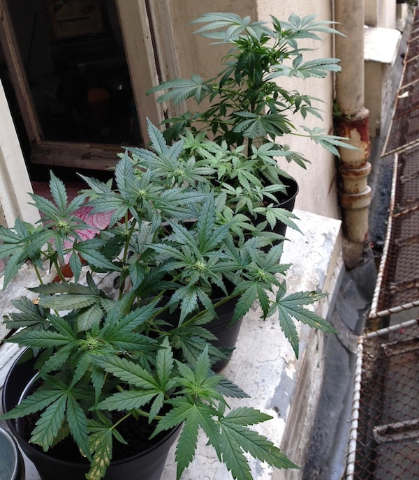 grow up marijuana balcony