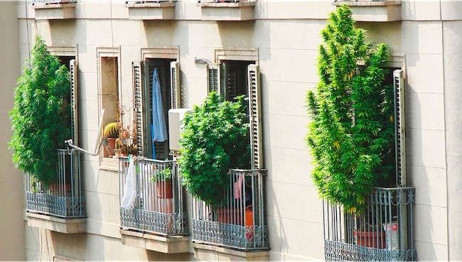 grow up marijuana balcony