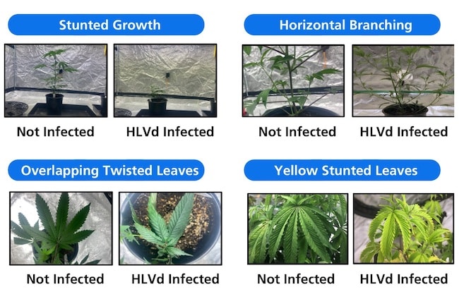 verbreitung latenten hopfenviroids