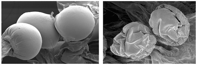 verbreitung latenten hopfenviroids