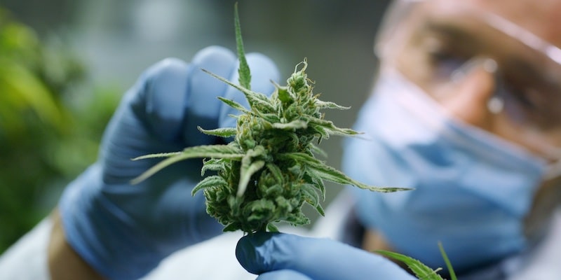 Die Verbreitung des latenten Hopfenviroids, die große unterschwelige Bedrohung für Cannabis