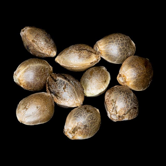 Marijuana seeds: Apple & Bananas, 10+3 Seed
