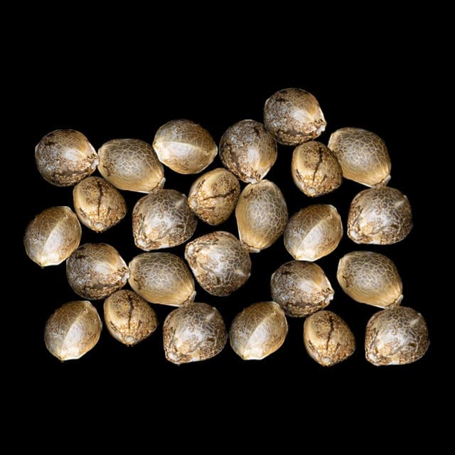 Marijuana seeds: Apple & Bananas,  25 Seed