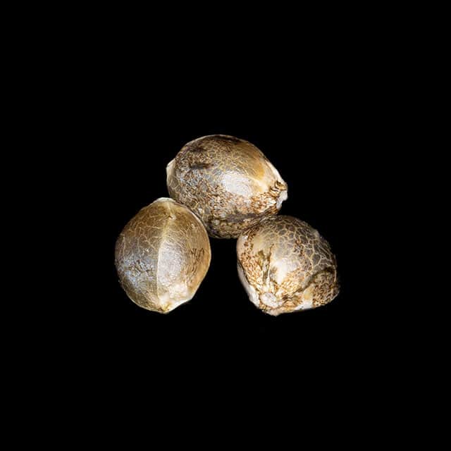 Marijuana seeds: Apple & Bananas, 3+1 Seed