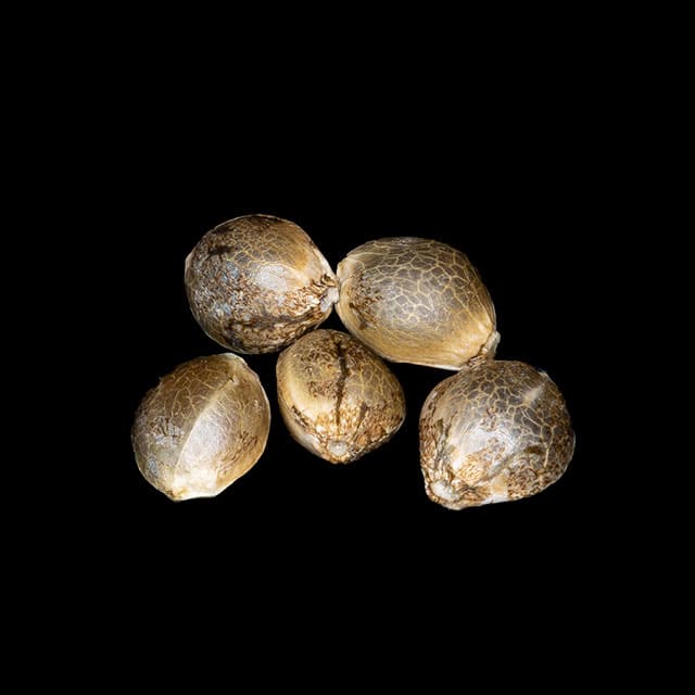 Marijuana seeds: Apple & Bananas, 5+2 Seed