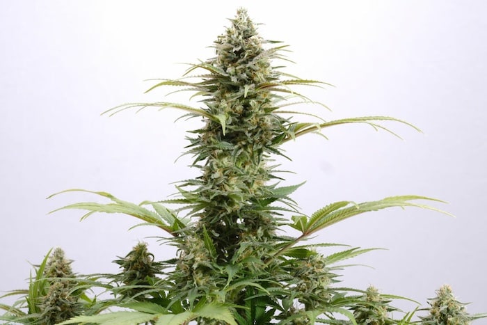 fast flowering cannabis strains