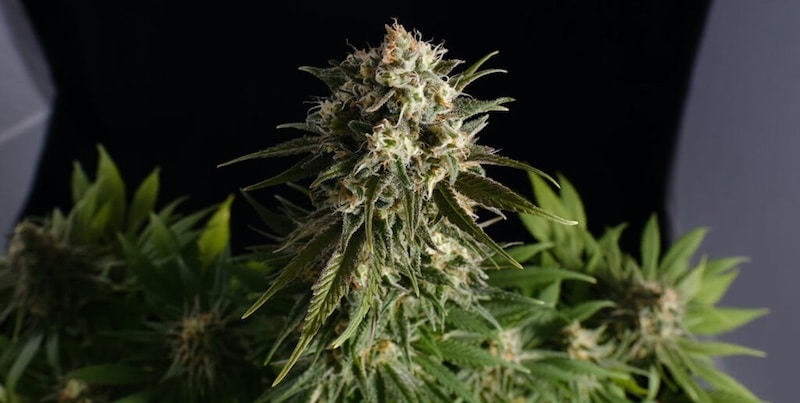 fast flowering cannabis strains