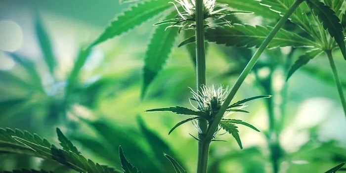 vorblüte cannabis-pflanzen