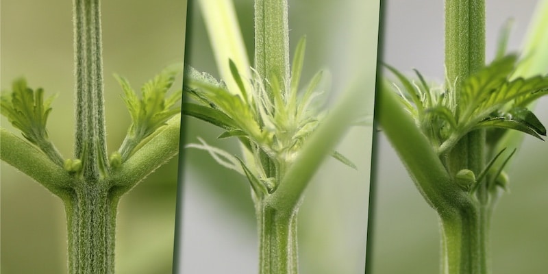 vorblüte cannabis-pflanzen
