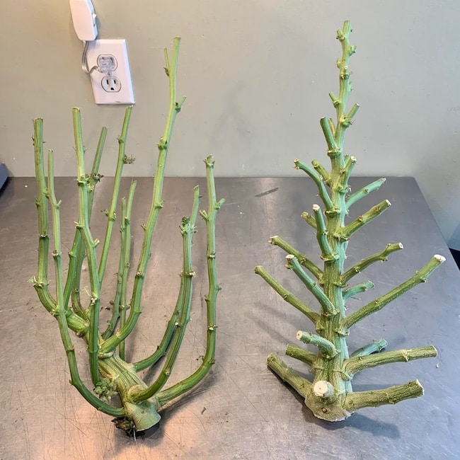 lst vs hst