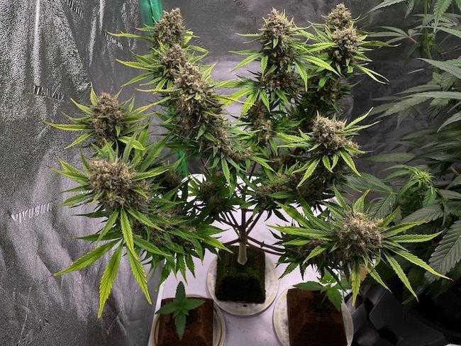 lst vs hst