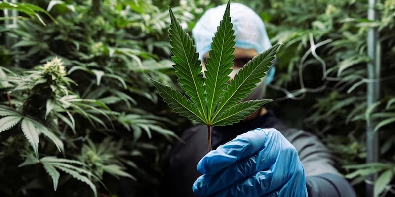 Slowenien, Japan oder Südafrika: Wer ist der nächste wichtige Player für Cannabis?
