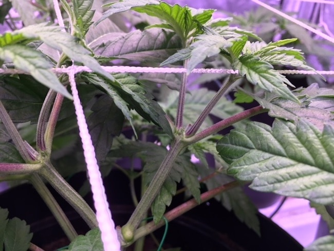 cannabis red stems