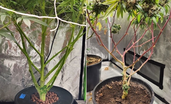 cannabis red stems