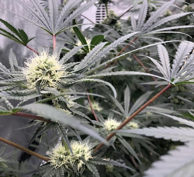 cannabis red stems