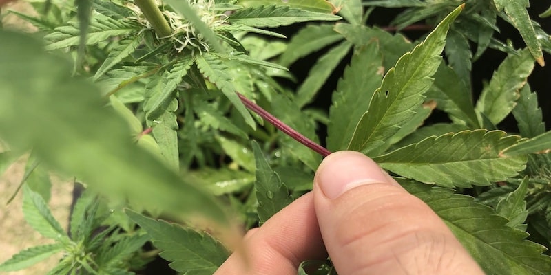 cannabis red stems