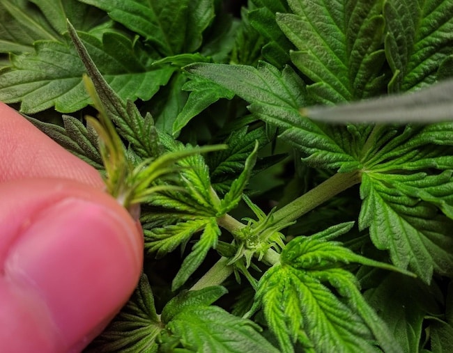 growing techniques autoflowerings