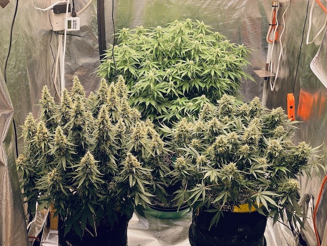 growing techniques autoflowerings