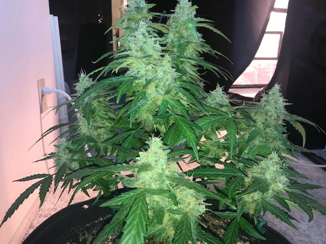 growing techniques autoflowerings