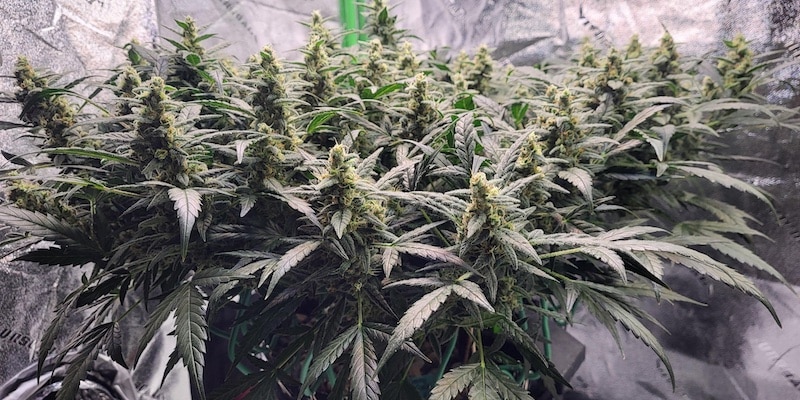 lst vs hst